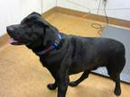 Adopt * SIR CHARLES a Black Labrador Retriever / Mixed dog in Sacramento