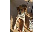 Adopt Charlie a Brindle Catahoula Leopard Dog / Mixed dog in North Port
