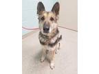 Adopt Hilda a Black German Shepherd Dog / Mixed dog in Noblesville
