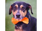Adopt BUDDAH a Black - with Tan, Yellow or Fawn Rottweiler / Dachshund / Mixed