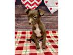 Adopt Poe a Brown/Chocolate Terrier (Unknown Type, Small) / Mixed dog in