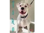 Adopt Tiko a White American Pit Bull Terrier / Mixed dog in Grand Island