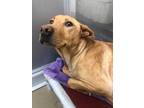 Adopt Shirley Wallace A Tan/Yellow/Fawn Labrador Retriever / Mixed Dog In