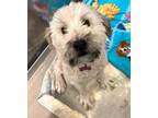 Adopt Teddy a Tan/Yellow/Fawn Wheaten Terrier / Mixed dog in South Elgin