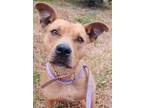 Adopt Cindy Lou Who a Brown/Chocolate Mixed Breed (Medium) / Mixed dog in