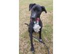 Adopt Maia a Black Mixed Breed (Large) / Mixed dog in Blackwood, NJ (33684858)