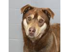 Adopt Clifford a Red/Golden/Orange/Chestnut Husky / Mixed dog in Troy