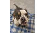 Adopt Lump O' Coal a Gray/Blue/Silver/Salt & Pepper American Pit Bull Terrier /