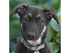 Adopt Juniper von Madison a Black - with Tan, Yellow or Fawn German Shepherd Dog