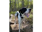 Adopt General a White - with Black Great Dane / Mixed dog in Chambersburg