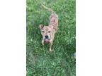 Adopt Kane a Brindle - with White American Pit Bull Terrier / Mixed dog in