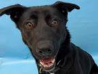 Adopt Wanda a Black Labrador Retriever / Mixed dog in Woodbury, MN (33684909)