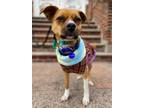 Adopt Hump a Brown/Chocolate - with White Jindo / Mixed dog in LONG ISLAND CITY