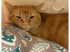 Adopt Mason a Orange or Red Domestic Shorthair / Domestic Shorthair / Mixed cat