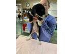 Adopt Lindy 1 a Black Labrador Retriever / Mixed dog in Jackson, MI (33684666)