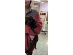 Adopt Lindy 3 a Black Labrador Retriever / Mixed dog in Jackson, MI (33684667)