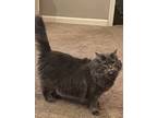 Adopt Liberty(aka Libby) a Gray or Blue Maine Coon / Mixed (long coat) cat in
