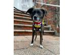 Adopt Holly a Brindle - with White Jindo / Mixed dog in LONG ISLAND CITY