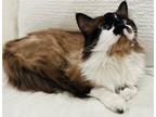 Adopt MoMo Gumbo a Cream or Ivory (Mostly) Snowshoe / Mixed (medium coat) cat in
