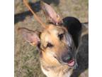 Adopt Argos a German Shepherd Dog / Mixed dog in Bloomfield, CT (33684636)
