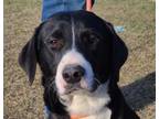 Adopt Jason a Basset Hound / Labrador Retriever / Mixed dog in Bloomfield
