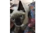 Adopt Jade a Cream or Ivory (Mostly) Siamese (short coat) cat in Staunton