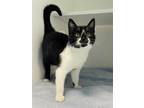 Adopt SLY a Black & White or Tuxedo Domestic Shorthair / Mixed (short coat) cat