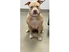 Adopt VELVETEEN a Black American Staffordshire Terrier / Mixed dog in Fort