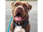 Adopt Gromit a Brown/Chocolate Pit Bull Terrier / Mixed Breed (Large) / Mixed