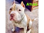 Adopt Atlas a White - with Brown or Chocolate Pit Bull Terrier / Mixed Breed