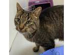 Adopt Dodger a Brown or Chocolate Domestic Shorthair / Domestic Shorthair /