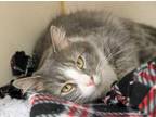 Adopt Misty a Gray or Blue Domestic Mediumhair / Domestic Shorthair / Mixed cat