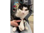 Adopt Tuxie a All Black Domestic Shorthair / Domestic Shorthair / Mixed cat in