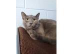 Adopt Grady a Gray or Blue Russian Blue / Domestic Shorthair / Mixed cat in