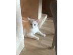 Adopt Stella a White Turkish Angora / Mixed (medium coat) cat in Pompano Beach