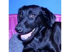 Adopt Rose a Black Labrador Retriever / Terrier (Unknown Type