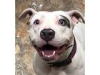 Adopt Lizzie a White American Staffordshire Terrier / Mixed dog in Vincennes