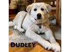 Adopt Dudley a White Great Pyrenees / Mixed Breed (Large) / Mixed dog in Mead