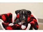 Adopt Sugar Cookie a Black - with White American Pit Bull Terrier / Mixed dog in