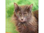 Adopt Fable a Gray or Blue Domestic Mediumhair / Domestic Shorthair / Mixed cat