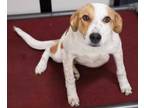 Adopt Remi a Tan/Yellow/Fawn Shepherd (Unknown Type) / Mixed dog in Bridgewater