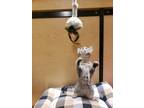 Adopt Bellucci a Gray, Blue or Silver Tabby Domestic Shorthair (short coat) cat