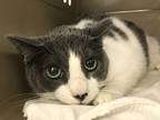 Adopt Susanna a Domestic Shorthair / Mixed cat in New York, NY (33684356)