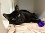 Adopt Ruby a Domestic Shorthair / Mixed cat in New York, NY (33684354)