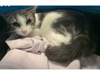 Adopt Lily a Domestic Shorthair / Mixed cat in New York, NY (33684352)