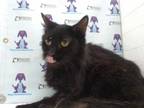 Adopt a All Black Domestic Longhair / Mixed (long coat) cat in Orlando