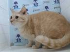 Adopt a Tan or Fawn Tabby Domestic Shorthair / Mixed (short coat) cat in