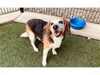 Adopt *SWEETIE a Tricolor (Tan/Brown & Black & White) Beagle / Mixed dog in