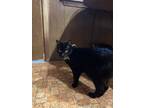 Adopt Rose a All Black Domestic Shorthair (short coat) cat in Houston