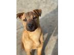 Adopt Bandit a Tan/Yellow/Fawn Boxer / Pit Bull Terrier dog in canyon country